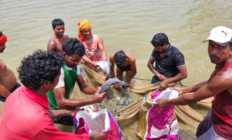 शासकीय-योजना-से-मिली-रोजगार-की-राह,-दिनेश-सिंह-ने-मत्स्य-पालन-से-बनाई-अपनी-पहचान,-अन्य-लोगों-को-दे-रहे-हैं-रोजगार