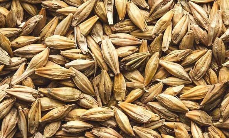 सेहत-के-लिए-वरदान-से-कम-नहीं-है-जौ