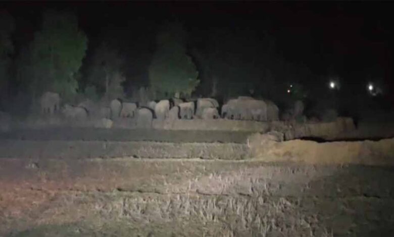 धर्मजयगढ़-वन-मंडल-में-हाथियों-का-बड़ा-दल-कर-रहा-विचरण