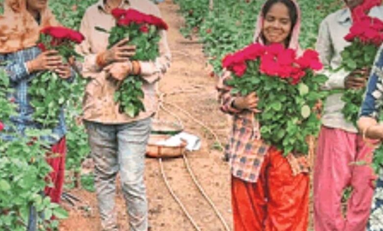 पारंपरिक-खेती-से-बाहर-निकलकर-गुलाब-की-खेती-की-ओर-कदम-बढ़ाने-वाले-देवेंद्र-आज-एक-उदाहरण-बन-चुके