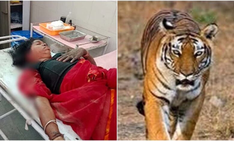 बांधवगढ़-के-बाघ-बने-हिंसक,-कल-एक-बच्चे-को-मारने-के-बाद-आज-महिला-पर-किया-हमला,-ग्रामीणों-में-दहशत-का-माहौल