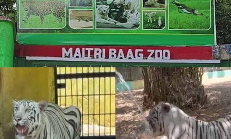 मैत्री-बाग-जू-में-वन्यजीवों-को-तपिश-से-बचने-व्यापक-इंतजाम,-सफेद-शेरों-के-इनक्लोजर-में-पानी-का-छिड़काव