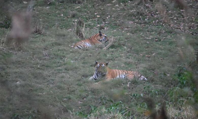 वन-क्षेत्र-भोजपुर-से-2-टाइगर्स-को-रेस्क्यू-कर-सतपुड़ा-टाइगर-रिजर्व-भेजा-गया