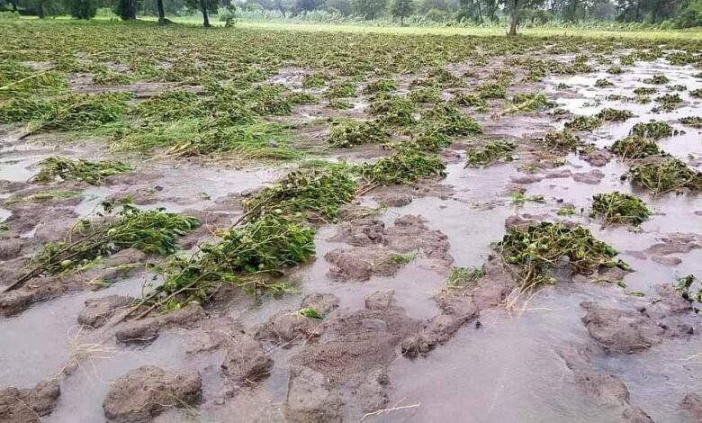 बढ़ती-गर्मी-और-चक्रवाती-सिस्टम-के-साथ-आई-आर्द्र-हवा-ने-रात-में-24.2-मिमी-तक-पानी-बरसा-दिया,-किसानों-को-राहत