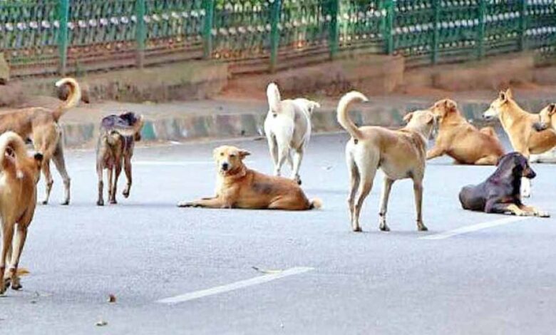 जम्मू-कश्मीर-में-बॉर्डर-से-घुसपैठ-की-कोशिश-कर-रहे-दहशतगर्दों-पर-सुरक्षाबलों-के-साथ-साथ-आवारा-कुत्ते-भी-भारी-पड़-रहे