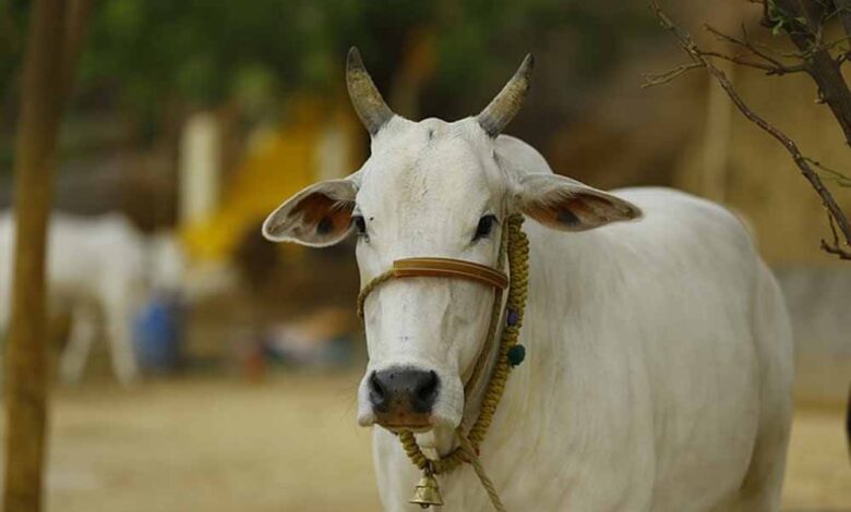 जब आवारा कुत्तों से बचने के लिए एक गाय इमारत की तीसरी मंजिल पर चढ़ी