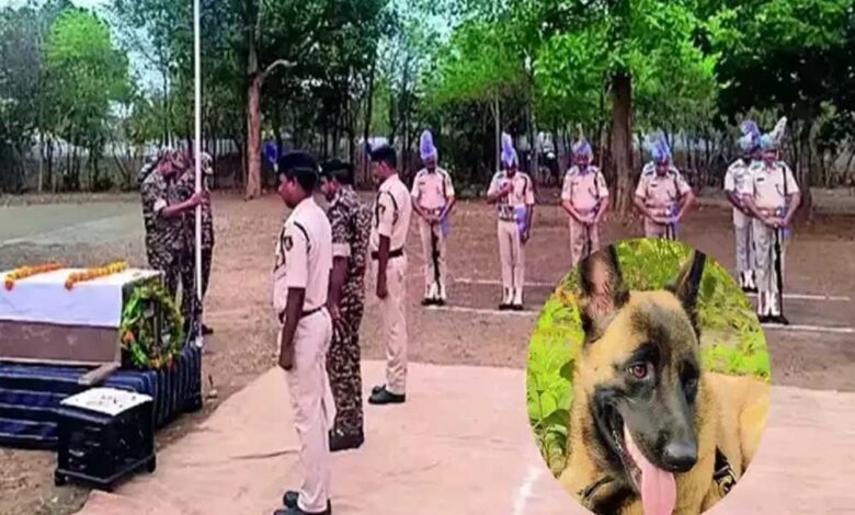 crpf-के-लाल-‘रोलो’-ने-मधुमक्खियों-के-हमले-में-दी-शहादत,-नक्सली-ऑपरेशन-में-रही-महत्वपूर्ण-भूमिका